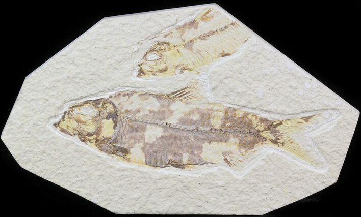 Bargain Knightia Fossil Fish - Wyoming #42391